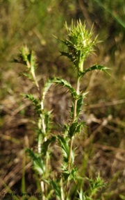 Carlina vulgaris