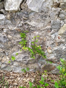 Lonicera japonica