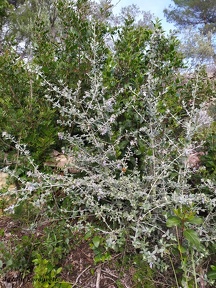 Teucrium fruticans