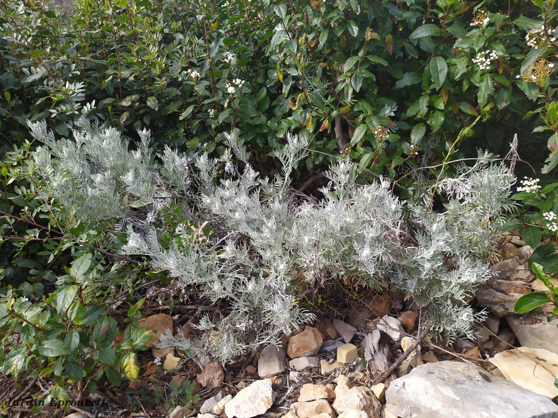 Artemisia arborescens