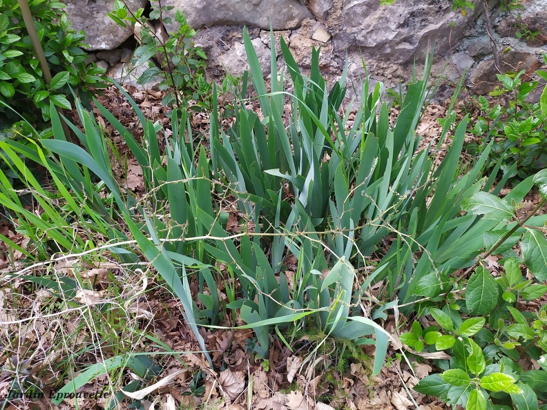 Iris