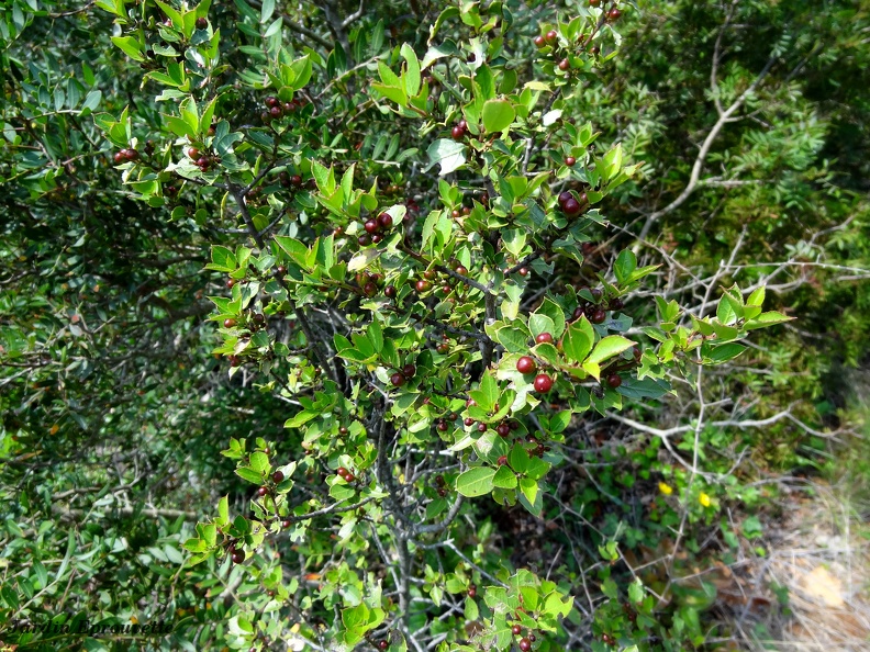 Rhamnus alaternus
