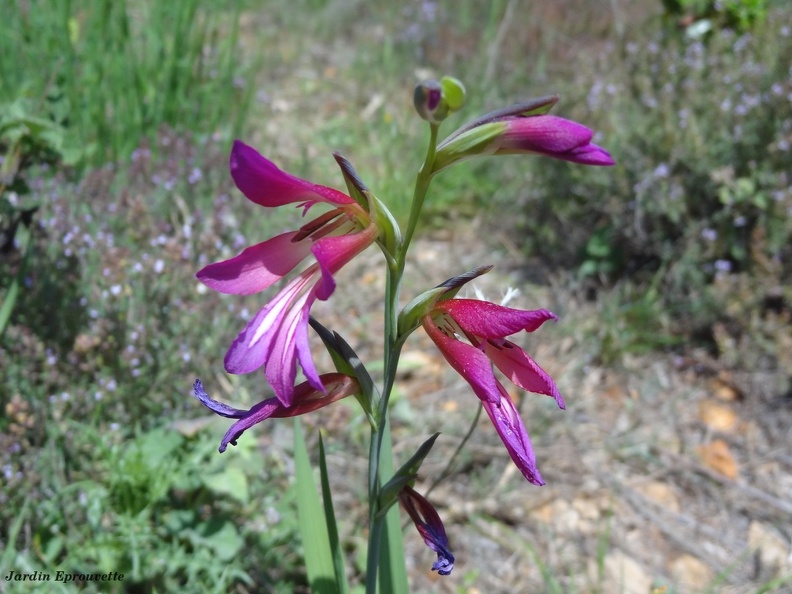 Gladiolus italicus