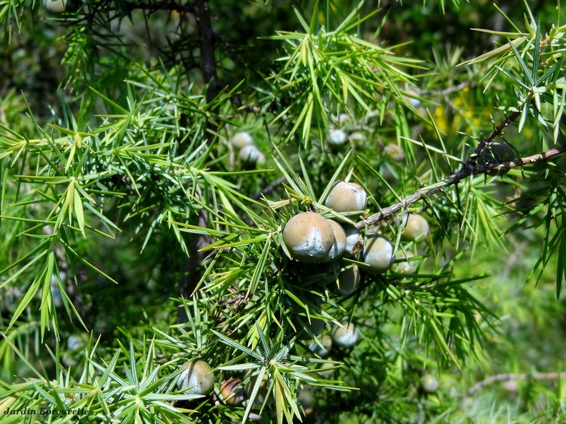 Juniperus oxycedrus