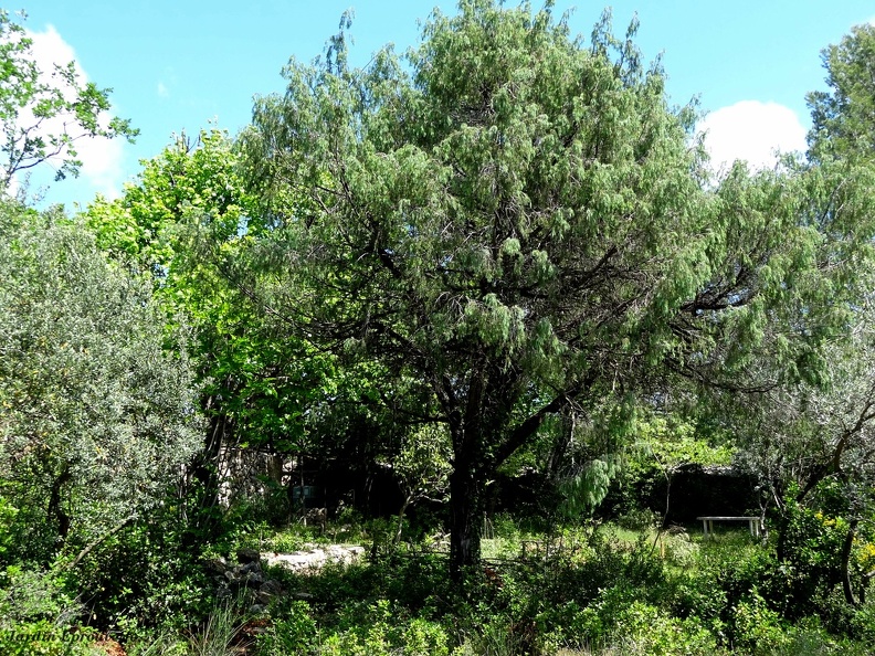 Juniperus oxycedrus