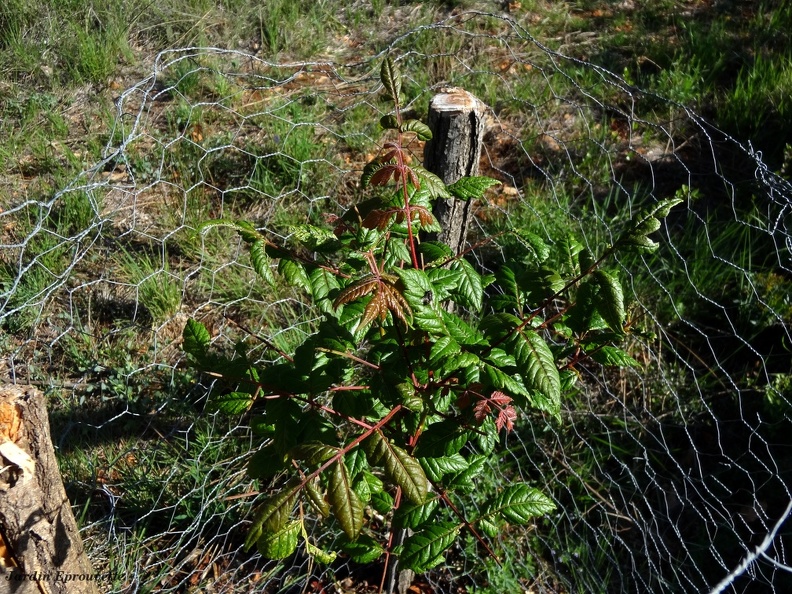 Koelreuteria paniculata