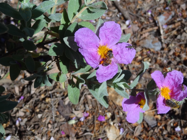 Cistus albidus