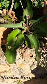 Kalanchoe daigremontiana  Kalanchoé de Daigremont