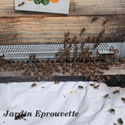 Apiculture