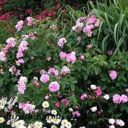 Jardin Foncayrade