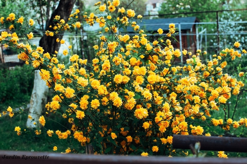 Corête du Japon