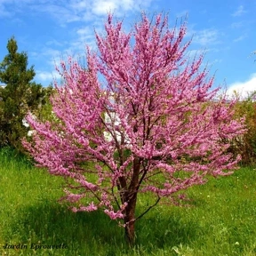 Arbre de Judée