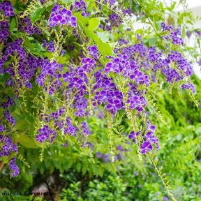 Vanillier de Cayenne