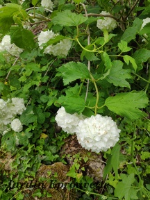 Boule de neige