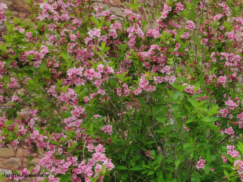 Weigelia