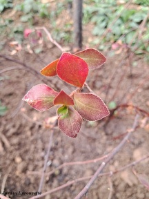 Ceratostigma